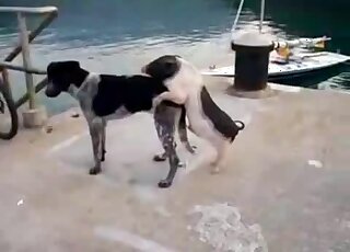 Assertive animal fucking a sexy doggo here