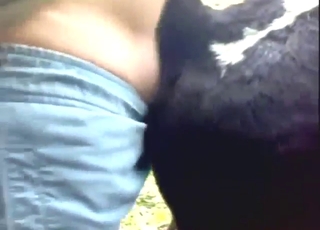 Uncensored fuck with a cow while outside
