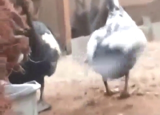 Duck-on-duck super-fuck with lots of thrusting