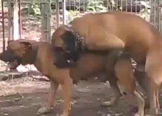 Dog on dog fuckery keeps these beasts happy