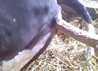 Dude is going to fuck that hole with a toy