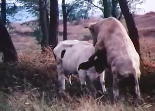 Hot Bitches Being Fucked - Cows porn
